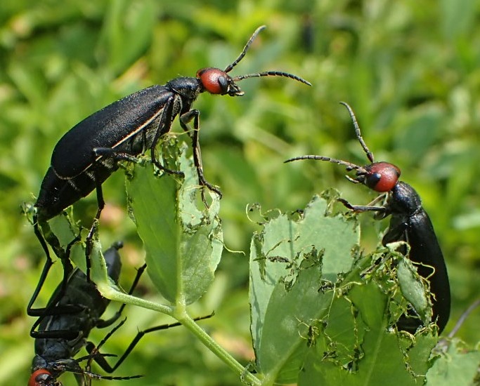 Curiosi coleotteri: Epicauta rufidorsum (Meloidae)